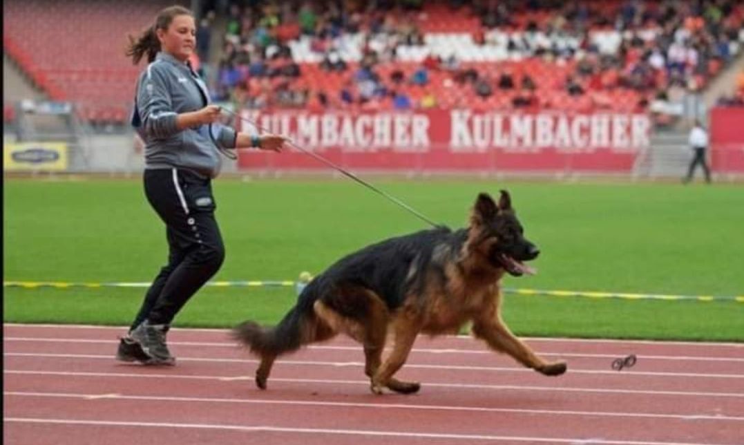 Yello vom Billberg | German Shepherd Dog 