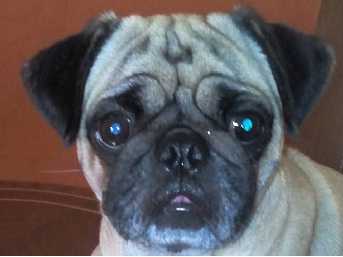 Becky Puppy Happy | Pug 