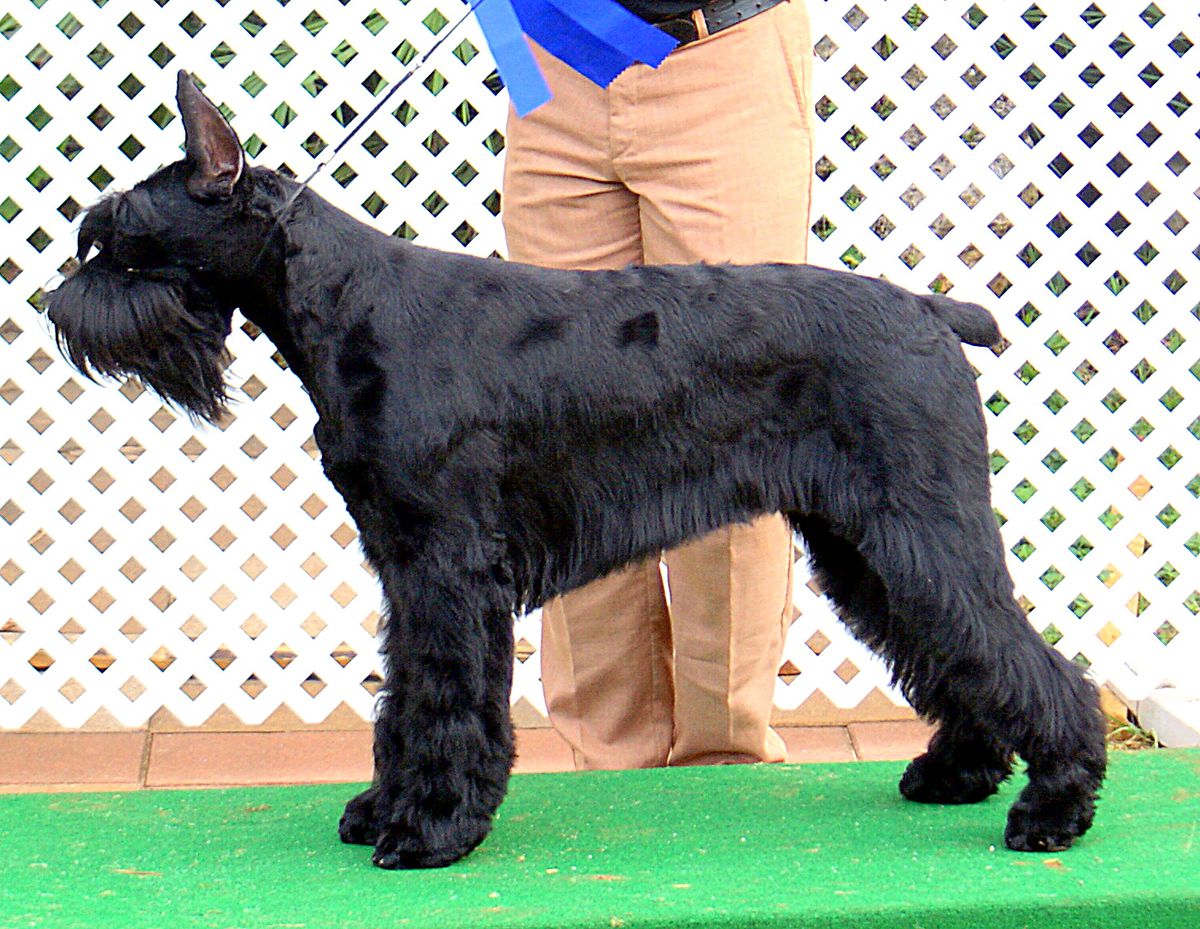 Skansen's Queen of Devils Isles | Giant Schnauzer 