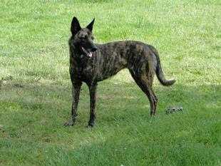 Gena du Gîte de Dracula | Dutch Shepherd 