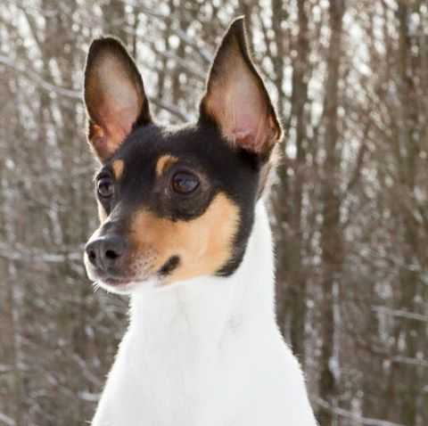 Fritzfox Something Special - George | Toy Fox Terrier 