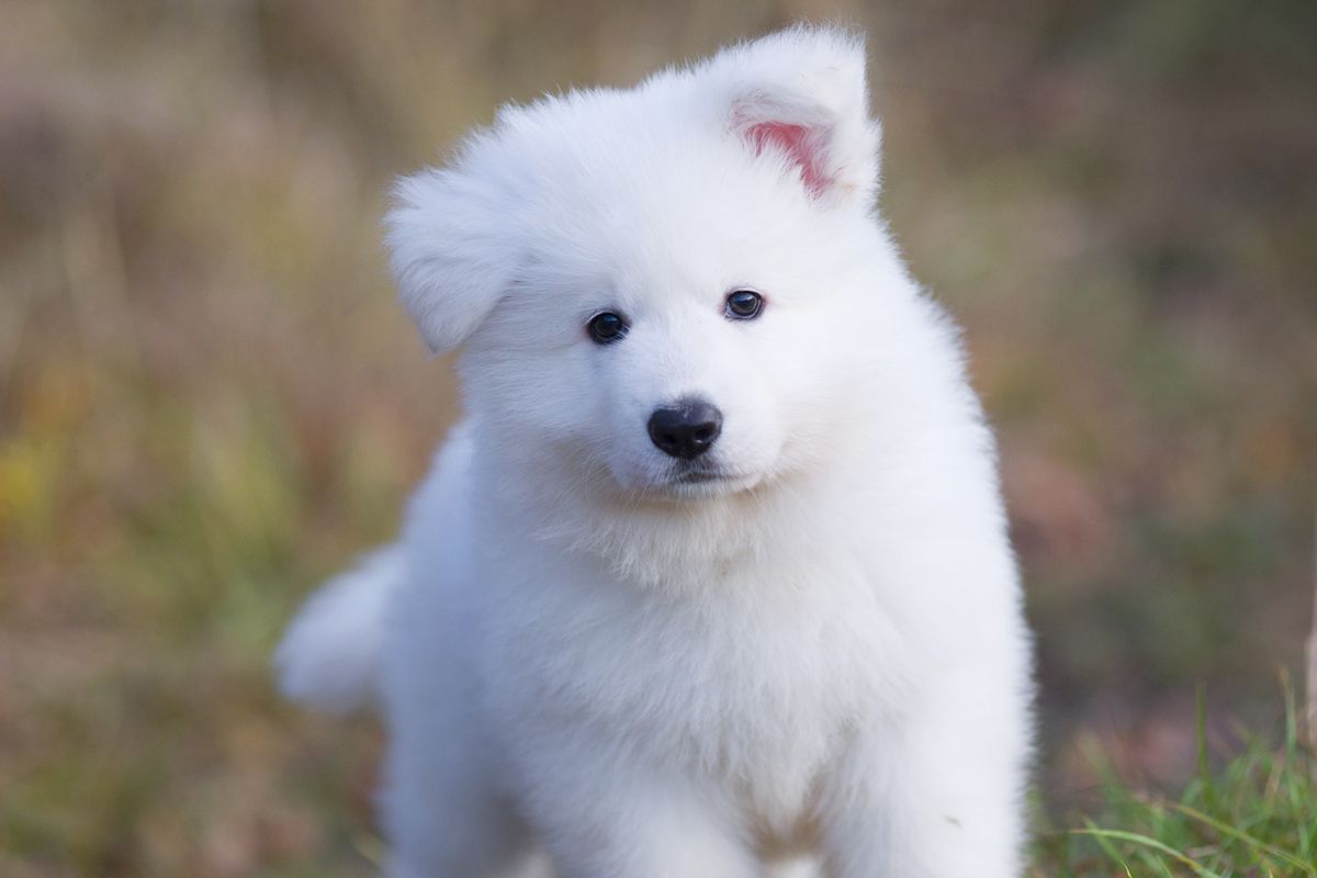 Oliver of Angelotti | White Swiss Shepherd Dog 