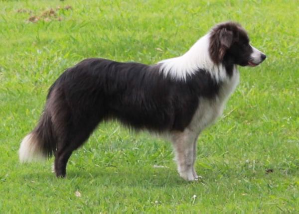 Borderstrand Shades Of Grey | Border Collie 