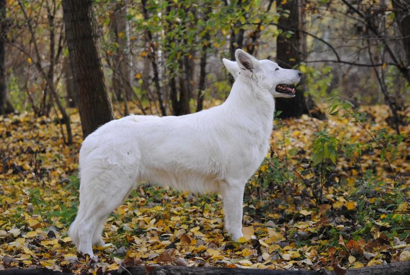 Szaga Jagodowe Bory | White Swiss Shepherd Dog 