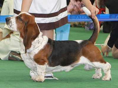 Jupiter Iz Chernichnogo Raja | Basset Hound 