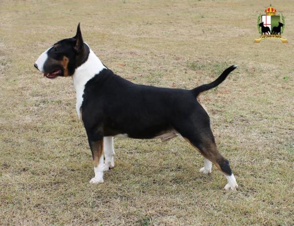 Rio do Areal Colleman of Kadesh | Bull Terrier 