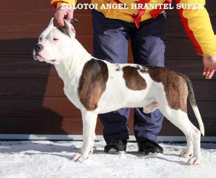Zolotoi Angel Hranitel Super | American Staffordshire Terrier 