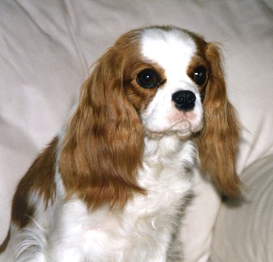 Sperringgardens Cellesse | Cavalier King Charles Spaniel 