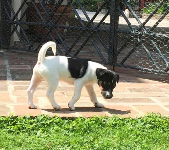 Ottowest di Villa Bosi | Jack Russell Terrier 