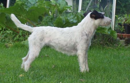 Gulabin's Red Ruby | Parson Russell Terrier 