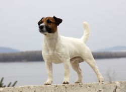 Innocent Ilya Of Jack's Paradise | Jack Russell Terrier 