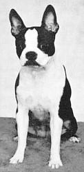 J and S Little Miss Tagalong | Boston Terrier 