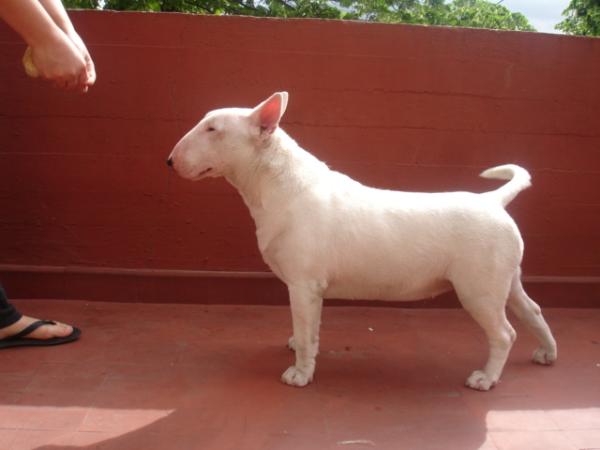 Lua de Peracho | Bull Terrier 