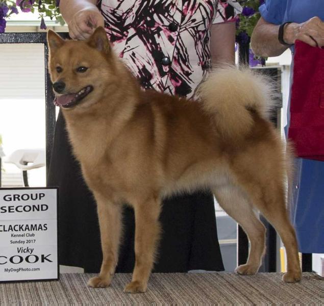 Ajuaq N' Snofire Red Rockz And Blue | Finnish Spitz 