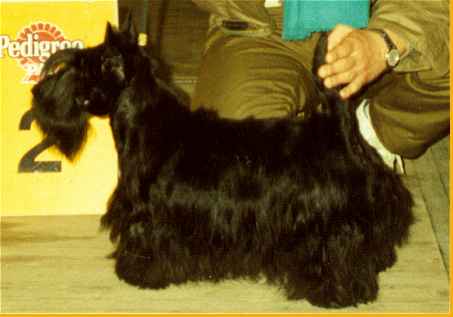 Daisy Ter-Wal | Scottish Terrier 