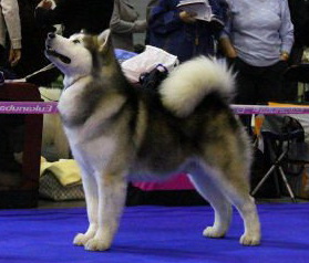 Demid ot filippovoy | Alaskan Malamute 