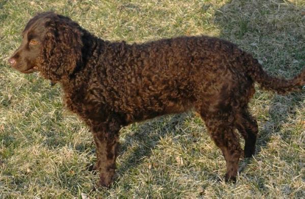 Night Hawk's Sweet Little Kendra | American Water Spaniel 