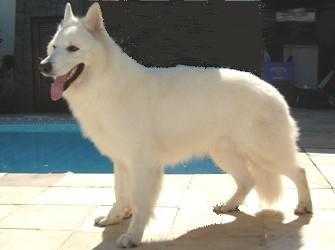 Jack Miller Barc Kann Schimmelpfeng | White Swiss Shepherd Dog 