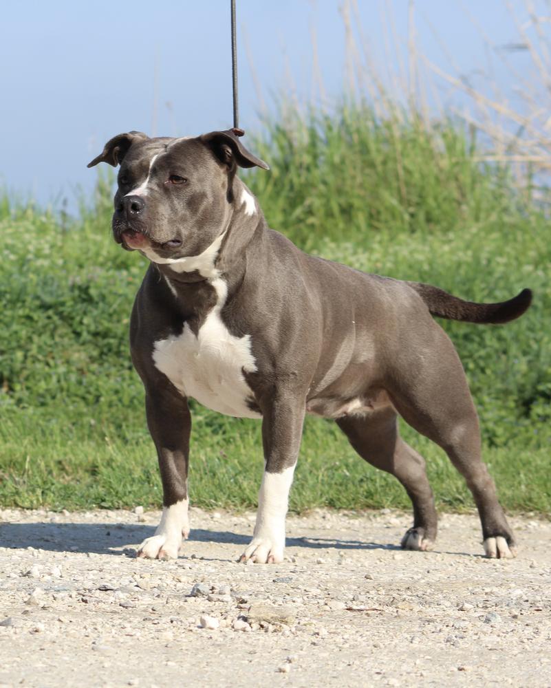 Contra Legem Nebula | American Staffordshire Terrier 