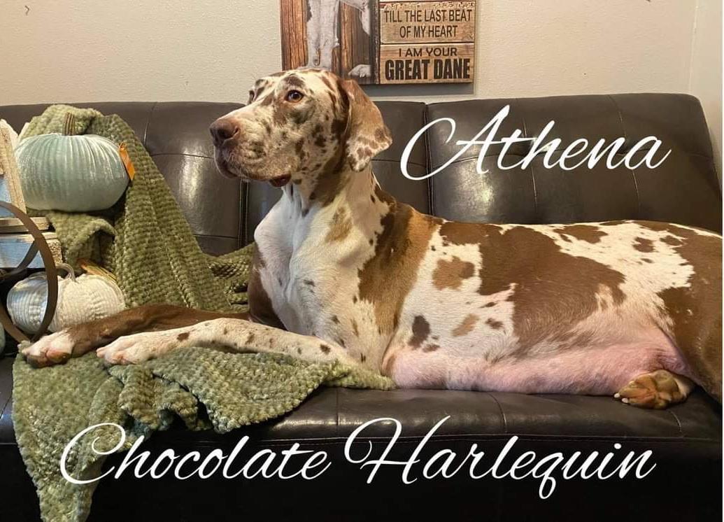 GDO's Goddess Athena | Great Dane 