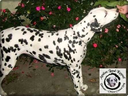 Dulce of Avalon Land | Dalmatian 