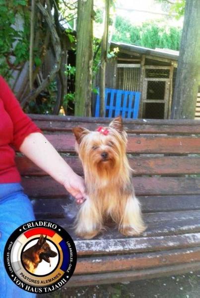 Di Von Clasia El Kaizer | Yorkshire Terrier 