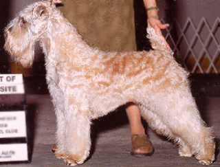 Geragold Daughter Of Aran | Soft Coated Wheaten Terrier 
