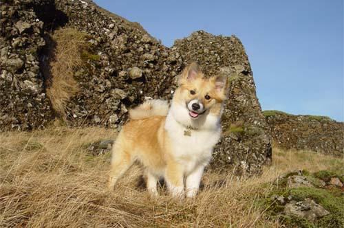 Sólarstjörnu Lína Sæla | Icelandic Sheepdog 