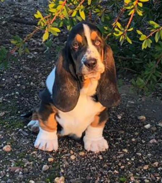 Alia Canem Barrosa | Basset Hound 