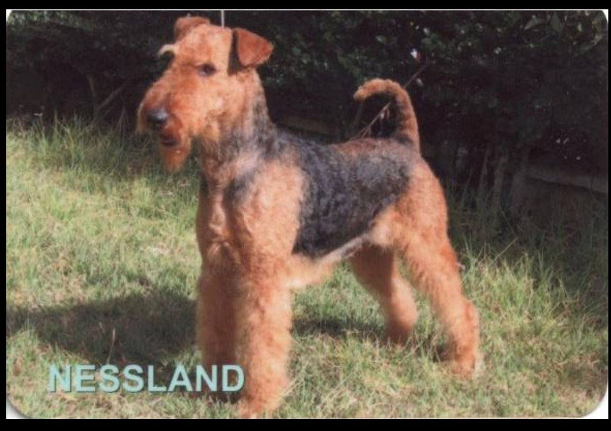 Major Hairess Of Nessland | Airedale Terrier 