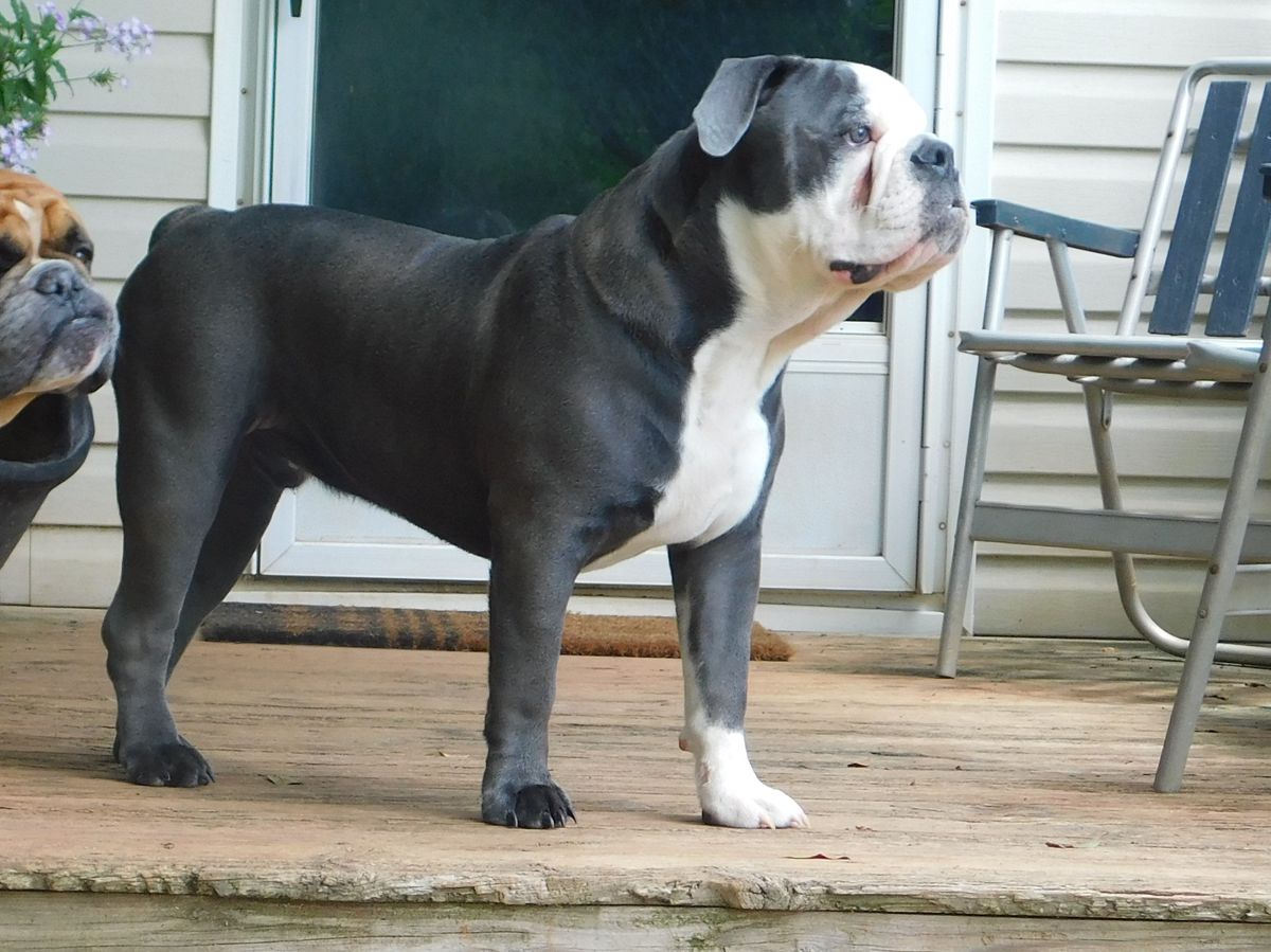 Gallants Like a Rock (AKA) STONER | Olde English Bulldogge 