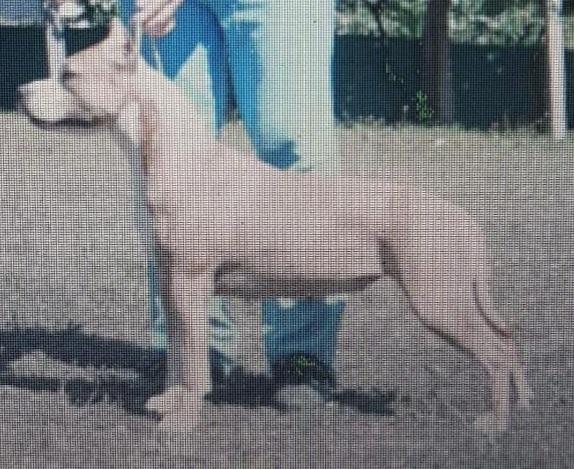 Karballido Staffs Dancing of Fire | American Staffordshire Terrier 