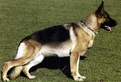 Xantia vom Dänischen Hof | German Shepherd Dog 