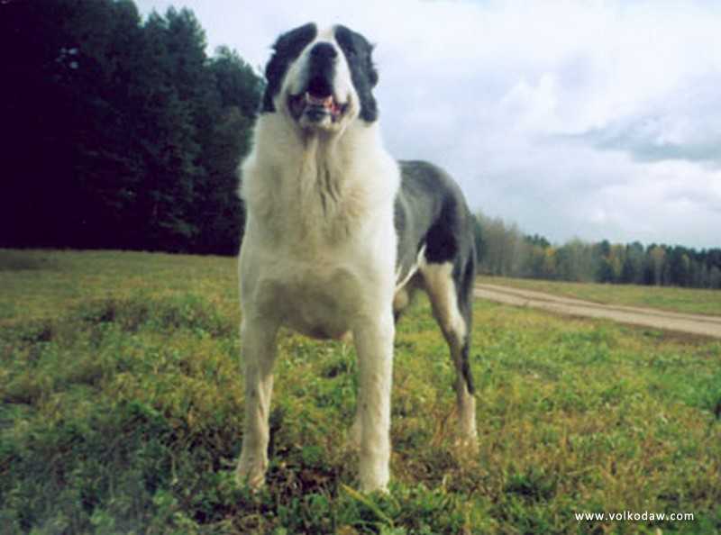 T-KUCHUM | Central Asian Shepherd Dog 