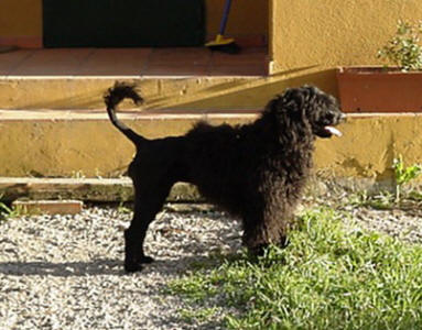 Boleta da Casa do Macau | Portuguese Water Dog 