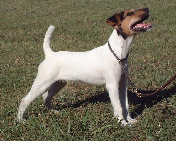 Willow Springs Tart | Jack Russell Terrier 