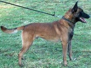 Atos | Belgian Malinois 