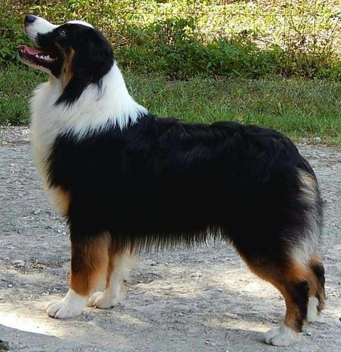 Coolmoor's Monster Mash @Gatorheaven | Australian Shepherd 