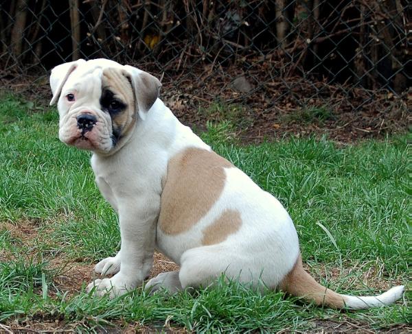 Amberbulls Red Kimba | American Bulldog 