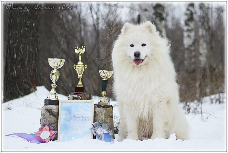 Sormovskaya Zarya Zov Vetra | Samoyed 