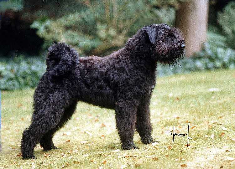 Balou Puck v.'t Wie Dach-ie | Bouvier des Flandres 