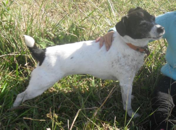 Violeta (López Santiso) | Jack Russell Terrier 