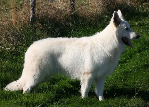 Dragon of Trebons Berger Blanc | White Swiss Shepherd Dog 