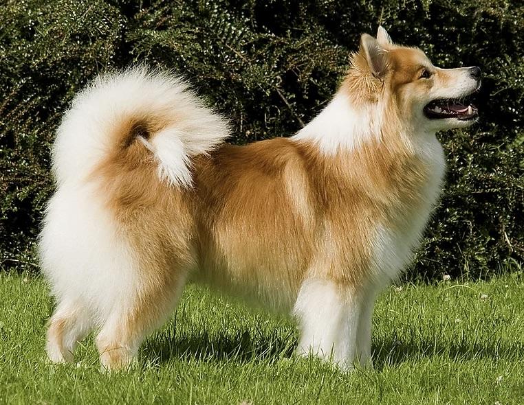 Hi Lydur Andi | Icelandic Sheepdog 