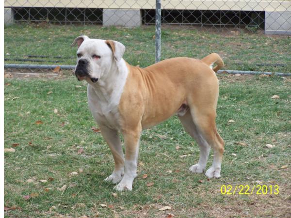 Cap's Kino of Ascaris | American Bulldog 