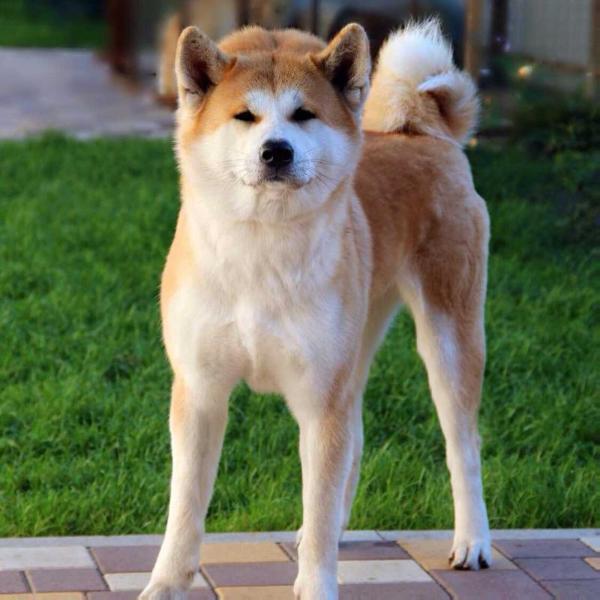 ???? | Akita 