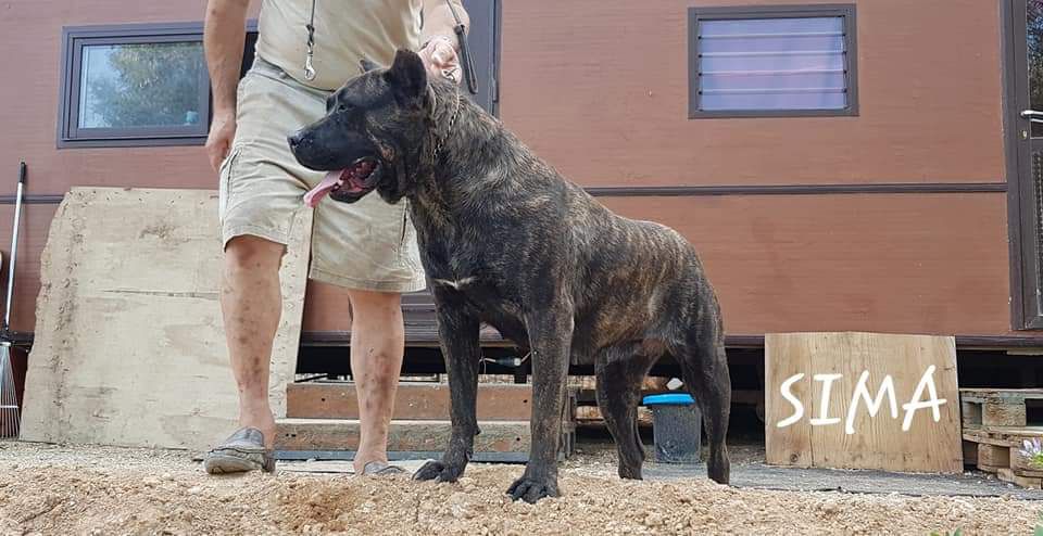 Sima II de Casa del Presa | Perro de Presa Canario 