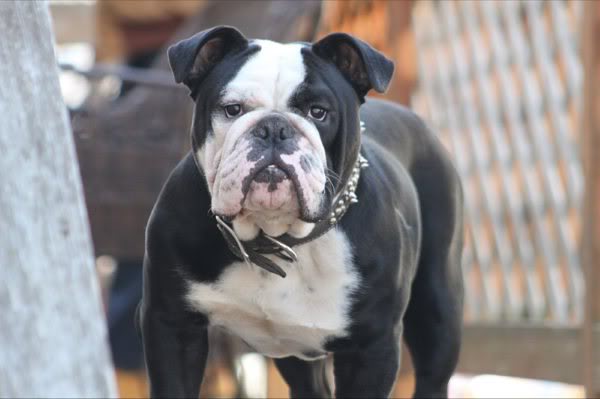 Mugshot's Floyd Mayweather | Olde English Bulldogge 