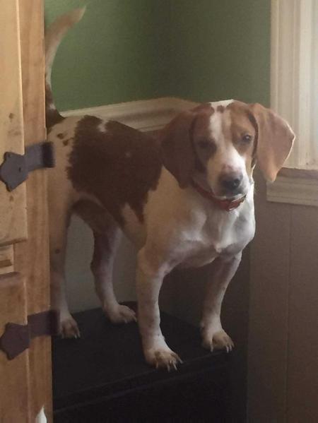 Reffetts Ky Mtn Sampson IV | Beagle 