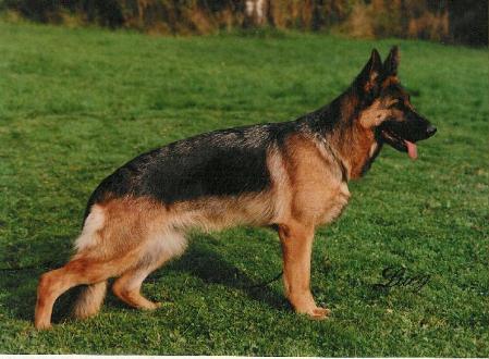 Sela vom Kirschental | German Shepherd Dog 